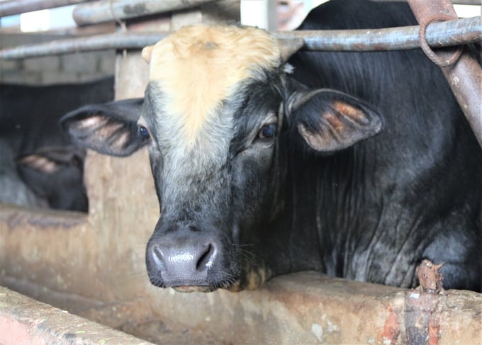 Mô hình chăn nuôi bò thịt tuần hoàn tại xã Nga My, huyện Phú Bình, tỉnh Thái Nguyên chứng minh hiệu quả kinh tế trong bối cảnh khủng hoảng chăn nuôi trâu, bò thịt thời gian qua. Ảnh: Phạm Hiếu.
