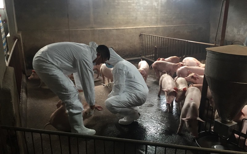 Lực lượng thú y tiến hành thu gom, xử lý lợn ốm, chết do dịch tả lợn Châu Phi tại Thái Bình. Ảnh: Bảo Thắng.