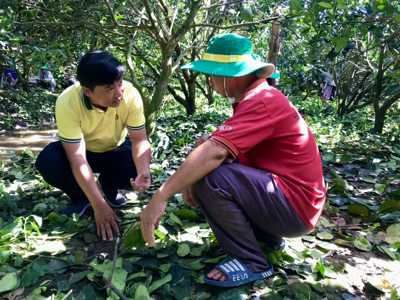 Tư vấn nông dân kỹ thuật chăm sóc cho cây bưởi bằng phân NPK công nghệ Polyphosphate.