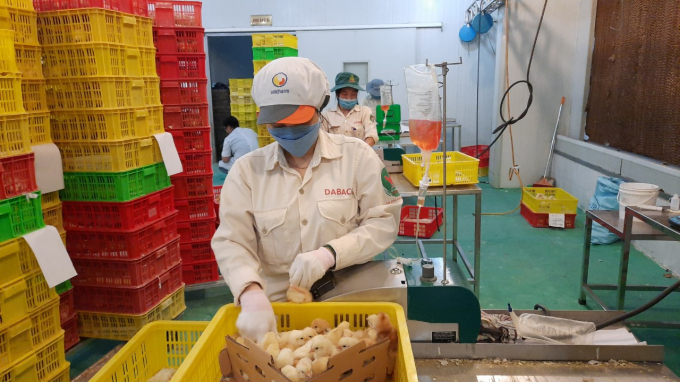 Đến hết năm 2023, Bắc Ninh phấn đấu tỷ lệ tiêm phòng các loại vacxin cho đàn vật nuôi đạt 100% so với diện tiêm. Ảnh: TQ.