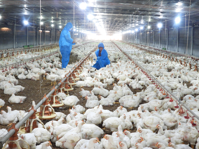 The chain of chicken farming is concentrated in Binh Phuoc. Photo: Tran Trung.