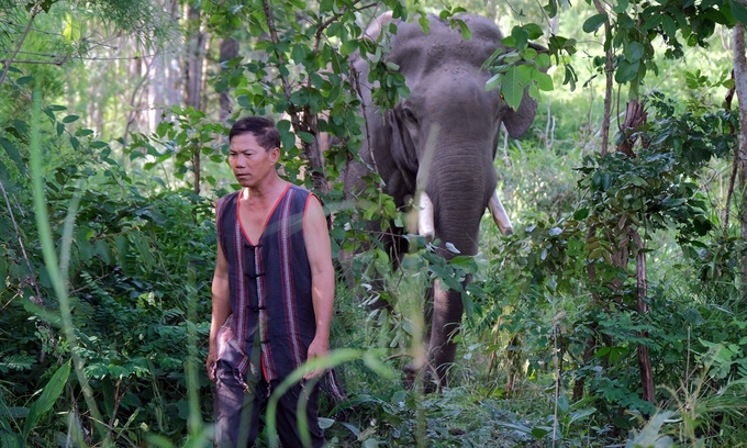 Mr. Y Lit, owner of Bac Plang elephant, who follows him in Yok Don forest. Photo: Ba Thang.