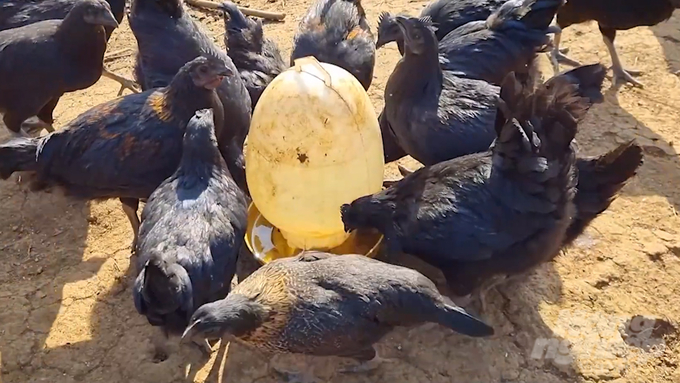 Huyện Thuận Châu là địa phương đầu tiên của tỉnh Sơn La triển khai chăn nuôi gà H'Mông theo hướng an toàn sinh học. Ảnh: Toán Nguyễn.