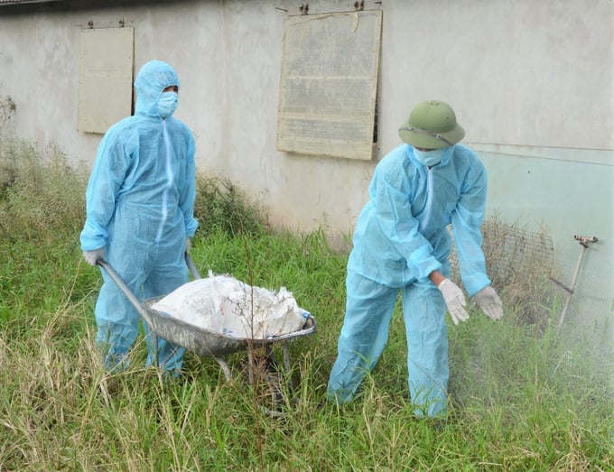 6 tháng đầu năm 2023, ngành chăn nuôi, thú y và thủy sản Bắc Ninh đã sử dụng hơn 31.000 lít hóa chất và hơn 1.200 tấn vôi bột để khử trùng, tiêu độc chuồng trại chăn nuôi. Ảnh: TQ.