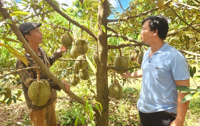 Sầu riêng trở thành cây trồng chủ lực ở Tây Nguyên. Ảnh: Đăng Lâm.