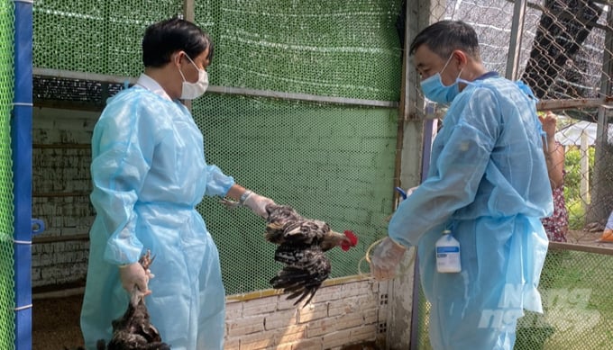 Cán bộ Trạm Chăn nuôi và Thú y thị xã Hòa Thành đang tập trung tiêm phòng cho đàn gia cầm trên địa bàn giúp phòng, chống dịch bệnh trong mùa mưa bão. Ảnh: Phúc Lập.