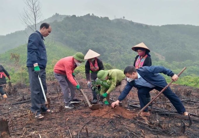 Người dân xã Thanh Sơn, huyện Ba Chẽ tham gia mô hình trồng rừng gỗ lớn để phát triển kinh tế rừng bền vững. Ảnh: Minh Hà.