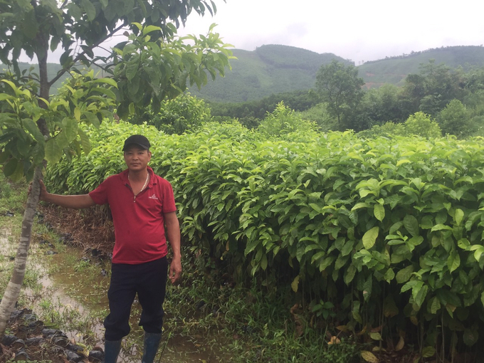 HTX Lâm nghiệp Bền vững Ba Chẽ là đơn vị tiên phong trồng giổi ghép trên địa bàn. Ảnh: Nguyễn Thành.
