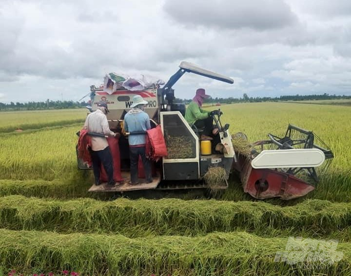 Sản xuất lúa ở tỉnh Cà Mau. Ảnh: Trọng Linh.