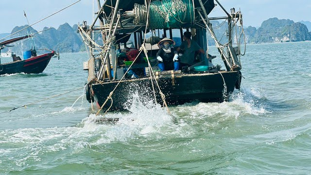 Fishing boats equipped with rakes are slaughtering seafood in Ha Long Bay.