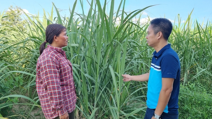 Người dân xã Đất Bằng đang chuyển đổi mạnh mẽ từ khoai mì sang trồng mía. Ảnh: Tuấn Anh. 