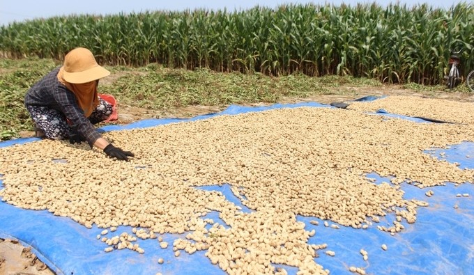 Peanut is a traditional crop in Nghe An, giving high profits, but the area is progressively decreasing. Photo: Hong Dien.