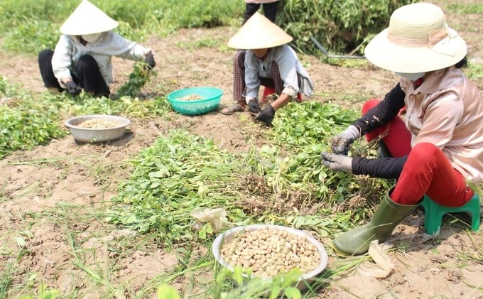 Lack of mechanization and labor-intensive cultivation and harvest are the disadvantages that make it difficult for drought-tolerant crops to expand production in Nghe An. Photo: Hong Dien.