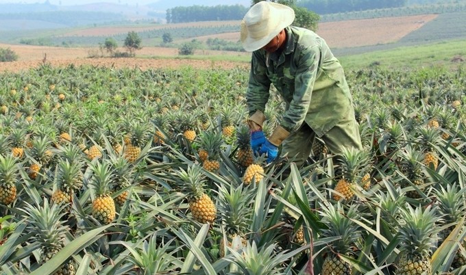 Pineapple is a very convenient crop to grow in Nghe An, but farmers also suffer losses many times because of falling prices. Photo: Viet Hung.