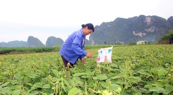 Mung bean has a very large consumption market and high profits, but it is difficult to expand production because it takes a lot of work to harvest. Photo: TL.