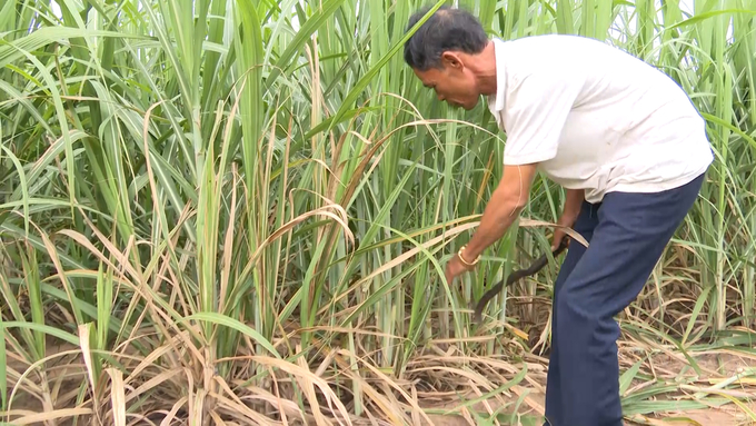 Thanks to intensive cultivation and active irrigation, the sugarcane yield in Krong Pa in many places reached 140 tons/ha, twice as high as in other localities. Photo: Tuan Anh.