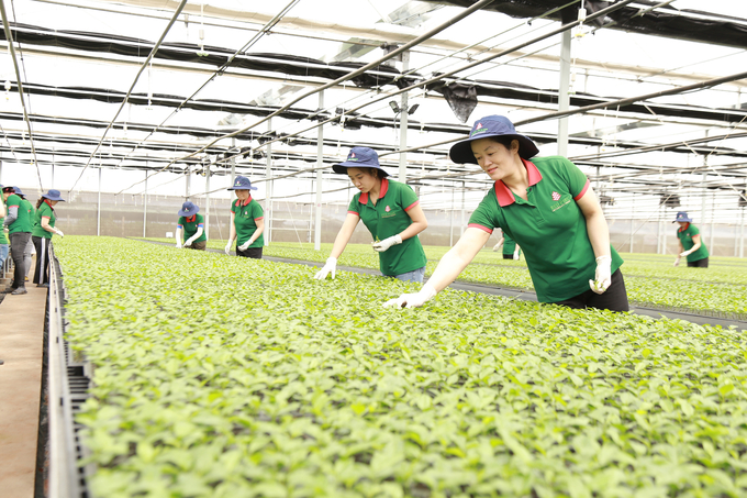High quality passion fruit nursery of Red Pine International Joint Stock Company. Photo: Dang Lam.