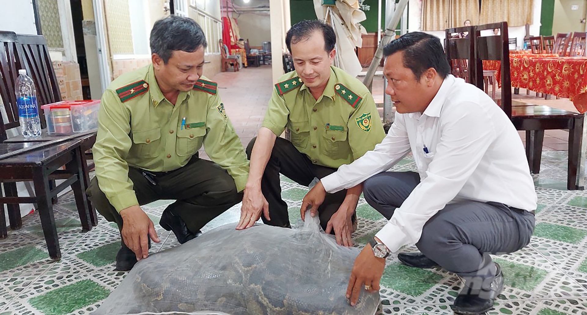 The Ho HCMC Forest Protection Department seized a 42kg earth python. Photo: HCMC Forest Protection Department.