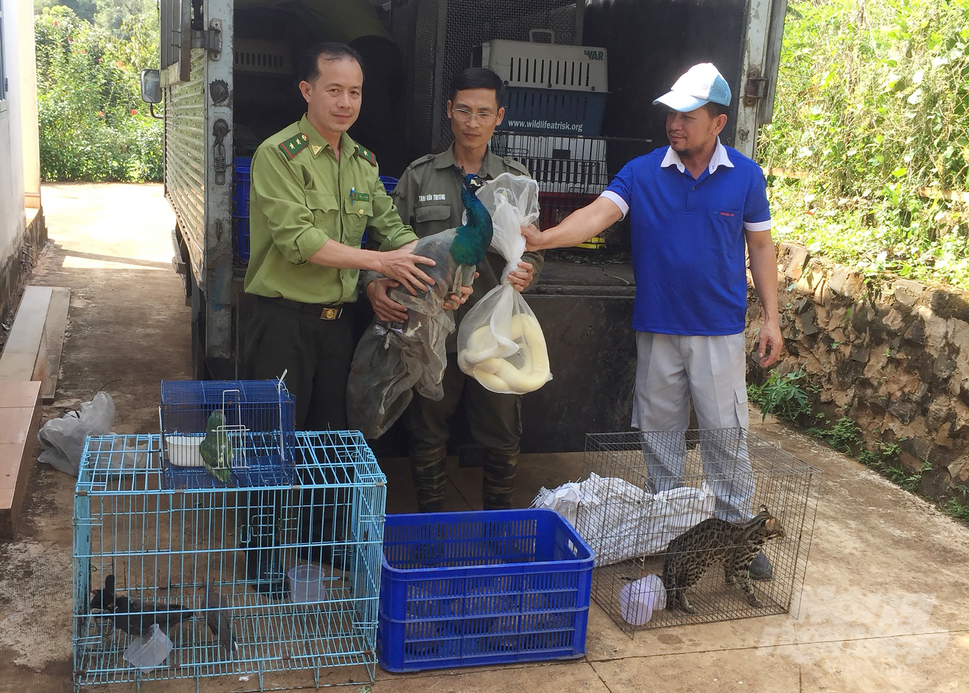 On August 1, HCMC Forest Protection Department coordinated with Dong Nai Nature and Culture Conservation Area to release 60 rare and precious individuals into the forest. Photo: HCMC Forest Protection Department.
