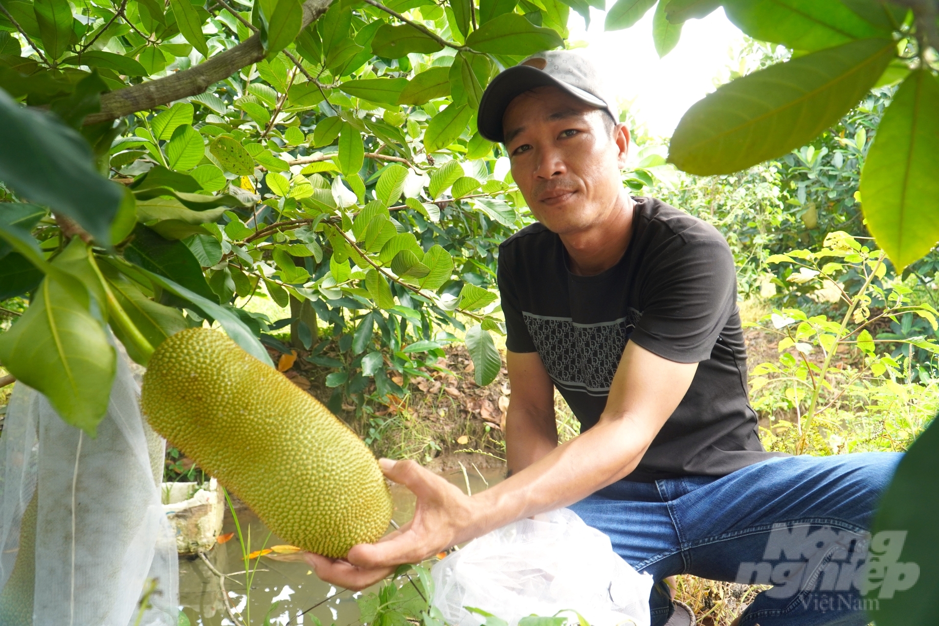 The Sub-Department of Cultivation and Plant Protection of Can Tho highly appreciates the discovery and research of new plant varieties by Mr. Nguyen Huu Khang, who has successfully bred durian jackfruit. Photo: Kim Anh.