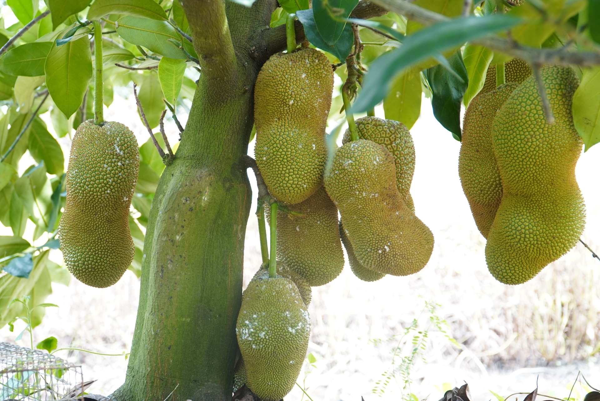 Externally, the durian jackfruit variety bears a resemblance to the To Nu jackfruit, but it carries the distinctive flavor of durian and has a short, low-statured tree trunk. Photo: Kim Anh.