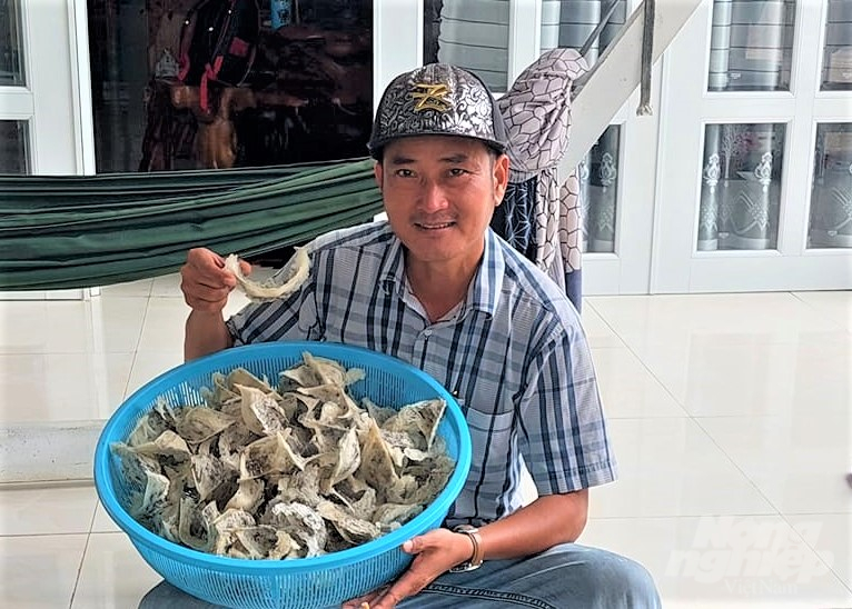 Despite the significant increase in the number of swiftlet house in Kien Giang, the yield of harvested bird nests has decreased. This is due to many investors operating inefficiently, often resulting in harvested nests only after 5 to 7 years of construction for most houses. Photo: Trung Chanh.