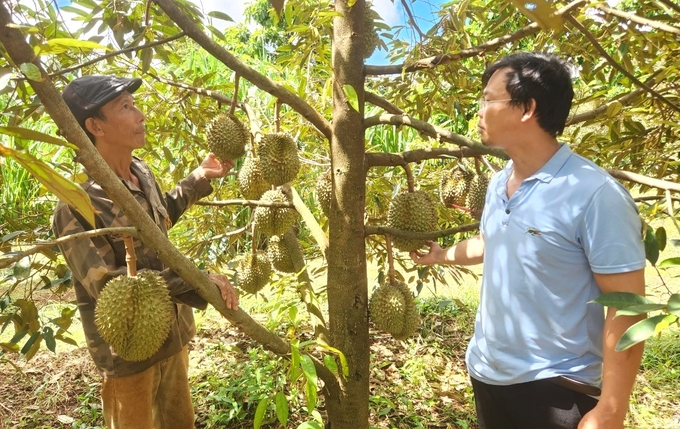 Durian has become a staple crop in the Central Highlands. Photo: Dang Lam.