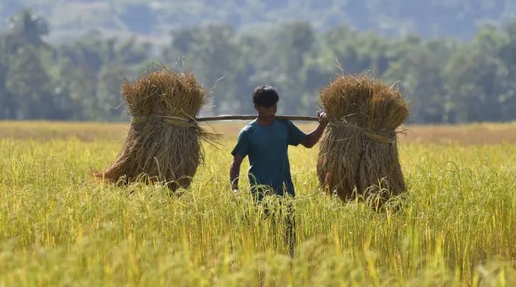 A farmer in a paddy field in Assam, India. Photo: Xinhua News Agency