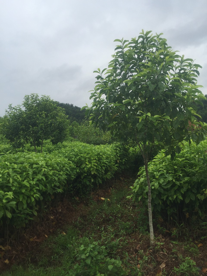 The grafted tree after about 4-5 months possesses a height of over 3 meters. Photo: Nguyen Thanh.