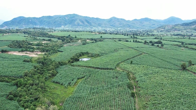 The vast sugarcane field in Ia Mlah commune. Photo: Tuan Anh.