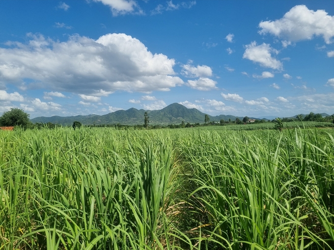 Krong Pa holds a favorable position in growing sugarcane. Photo: Tuan Anh.