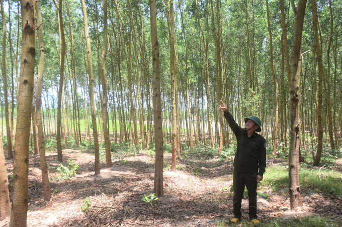 Anh Đặng Hồng Hoàng, Trạm trưởng Trạm Quản lý bảo vệ rừng Bình Tân (huyện Tây Sơn, Bình Định) trong khu rừng gỗ lớn của Công ty TNHH Lâm nghiệp Sông Kôn. Ảnh: V.Đ.T.