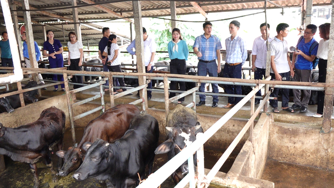 Mô hình chăn nuôi bò tuần hoàn theo hướng an toàn sinh học tại huyện Phú Bình. Ảnh: Quang Linh.