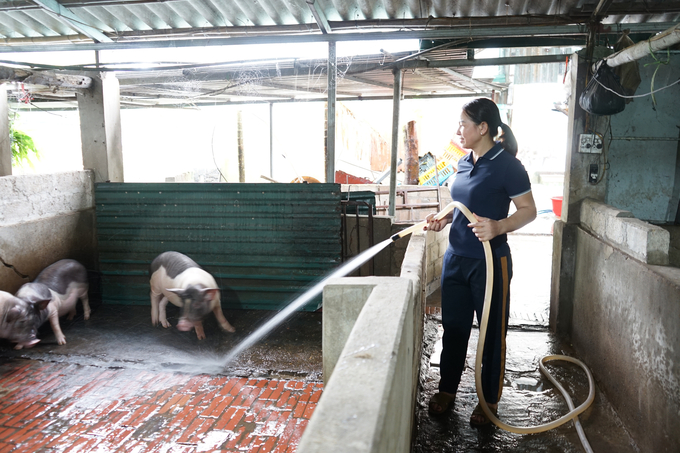 Hiện mô hình chăn nuôi nông hộ vẫn chiếm tỉ lệ cao ở Quảng Ninh. Ảnh: Nguyễn Thành.