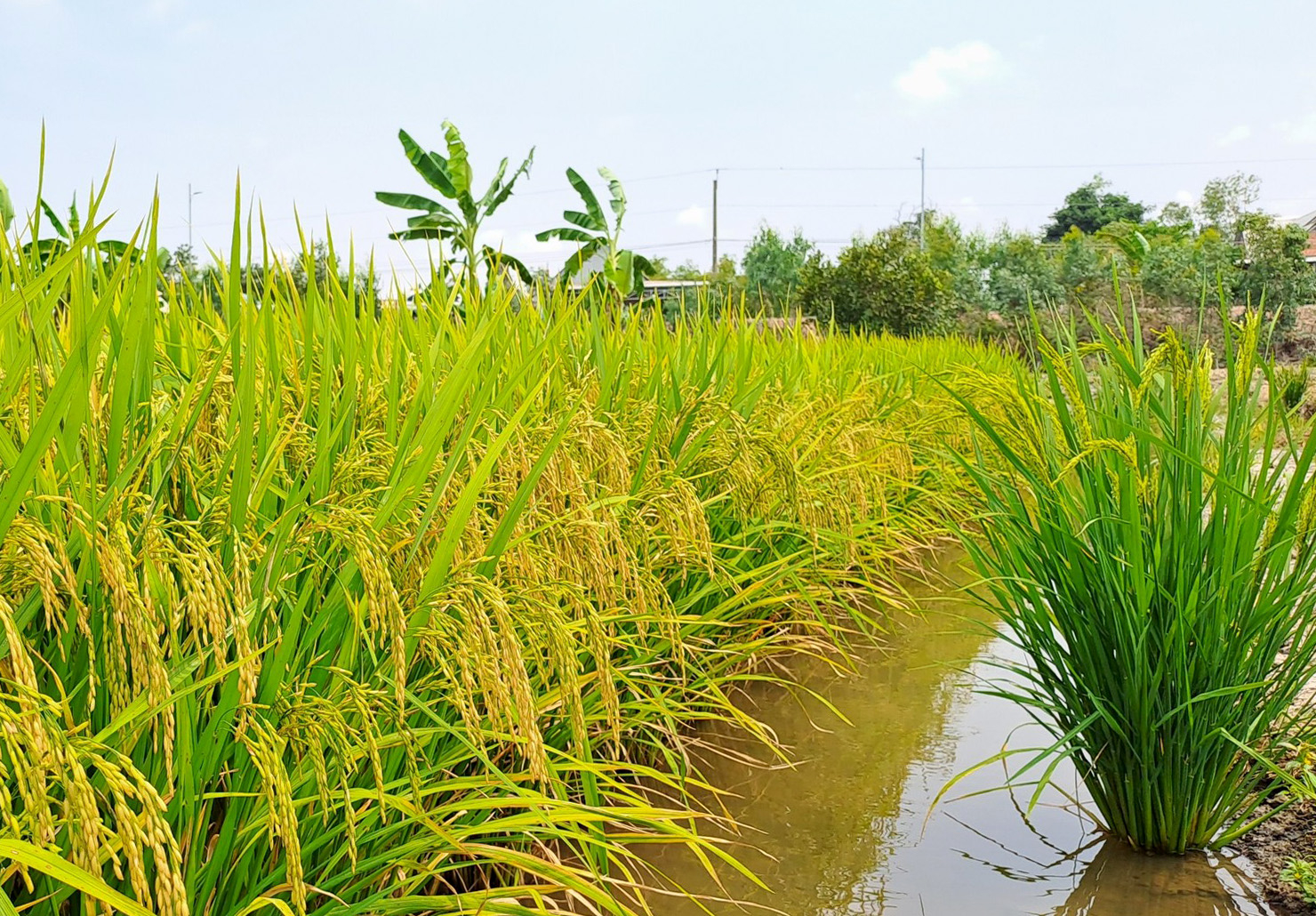 A ripe rice paddy in Long An. Photo: Son Trang.