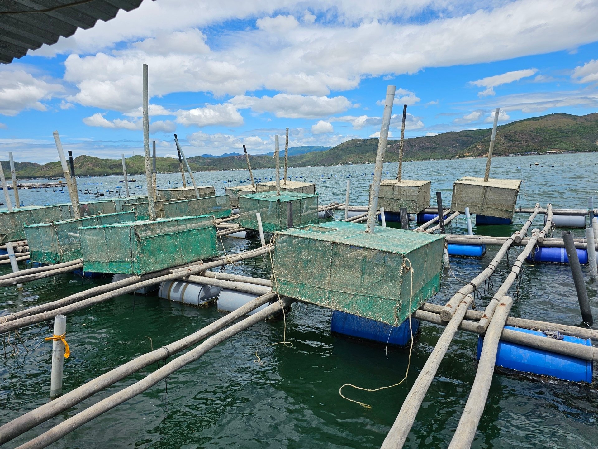 Nghề nuôi trồng thủy sản bằng lồng bè trên biển của tỉnh Phú Yên phát triển khá mạnh với hơn 100.000 ô lồng trên diện tích khoảng 1.500 ha mặt nước.