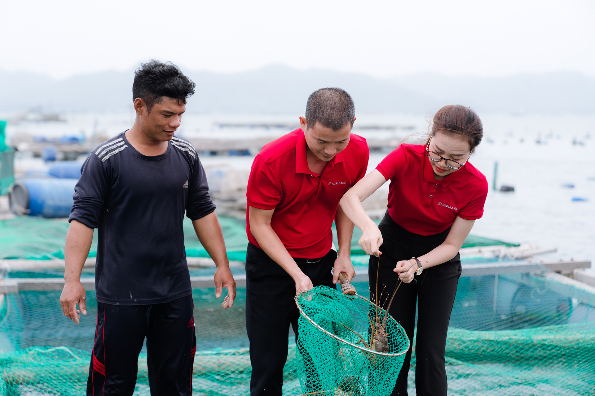 Recently, the Agribank Phu Yen branch has always accompanied lobster farmers. Photo: KS.