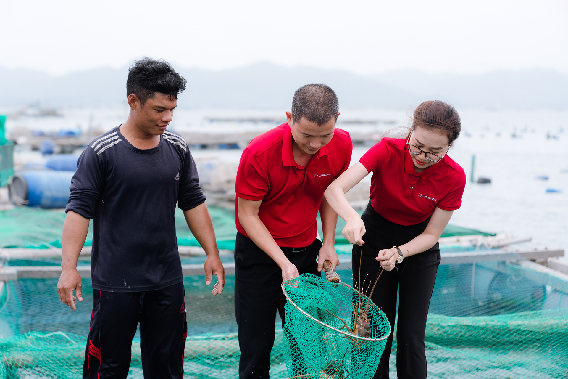 Thời gian qua, Agribank chi nhánh tỉnh Phú Yên luôn đồng hành cùng bà con nuôi tôm hùm. Ảnh: KS.