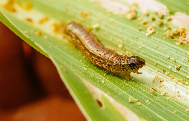 The caterpillar larva of a fall armyworm.Photographer: Waldo Swiegers/Bloomberg