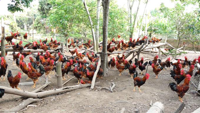 Chăn nuôi nông hộ, nhỏ lẻ khiến việc liên kết tiêu thụ sản phẩm giữa nông dân và doanh nghiệp tại Thái Nguyên còn gặp nhiều trở ngại. Ảnh: Quang Linh.