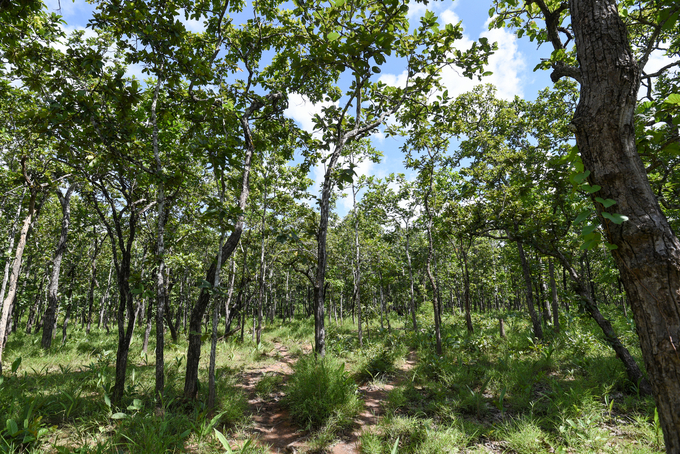 Yok Đôn là nơi có hệ sinh thái rừng khộp đặc trưng với cây thưa, đất phẳng nếu ai không biết rất dễ nhầm đây là rừng trồng. Ảnh: Tùng Đinh.