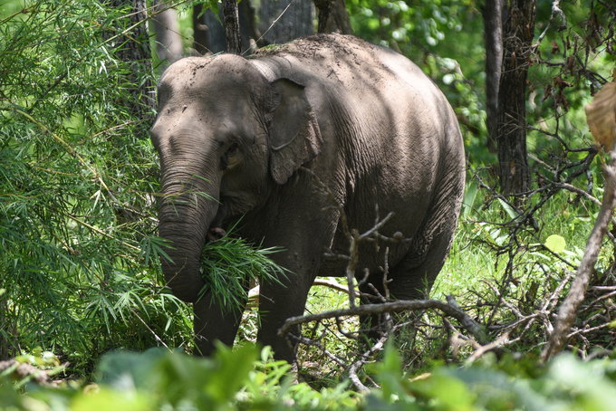 Đàn voi được bảo tồn ở Yok Đôn khỏe mạnh và tỏ ra rất thích thú khi được sống giữa thiên nhiên. Ảnh: Tùng Đinh.