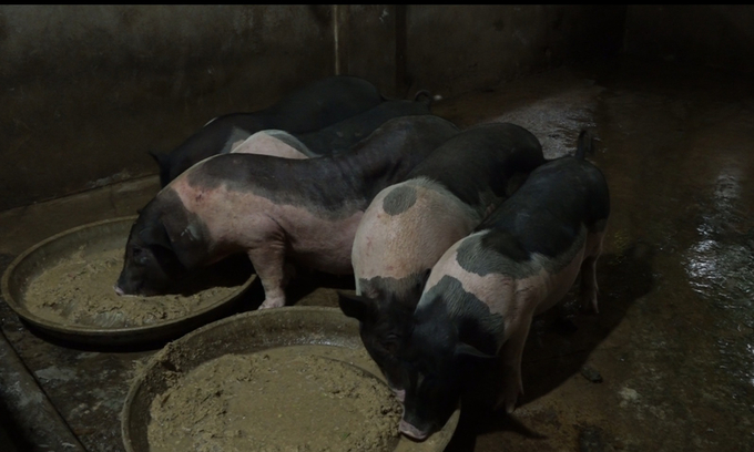 Một số hộ chăn nuôi lợn đã áp dụng phương pháp ngâm ngũ cốc lên men lỏng tự nhiên làm thức ăn. Ảnh: Nguyễn Thành.