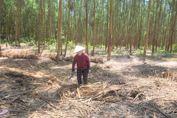 The 5-year-old forest of Song Kon Forestry Co., Ltd. has just been thinned to grow large timber forests. Photo: V.D.T.
