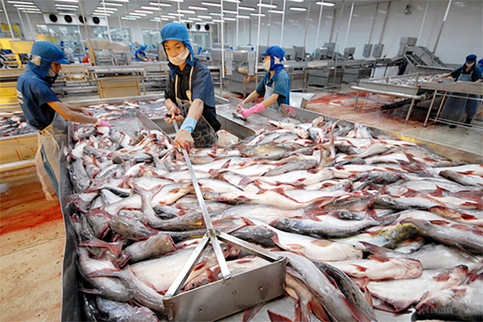 Raw materials for seafood processing will be increasingly scarce, leaving businesses the option to quickly switch to small-pack production with individual packaging, for individual or dry seafood needs. Photo: Minh Sang.