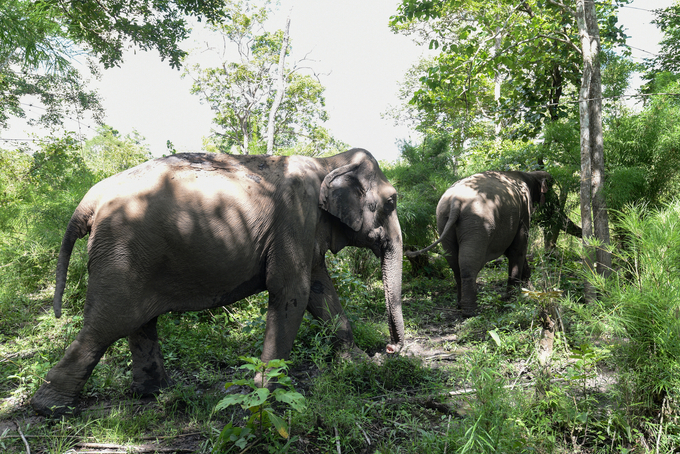 The improvement of ecosystems associated with conservation is not only effective for elephants that were once in captivity but also wild elephants. Photo: Tung Dinh.