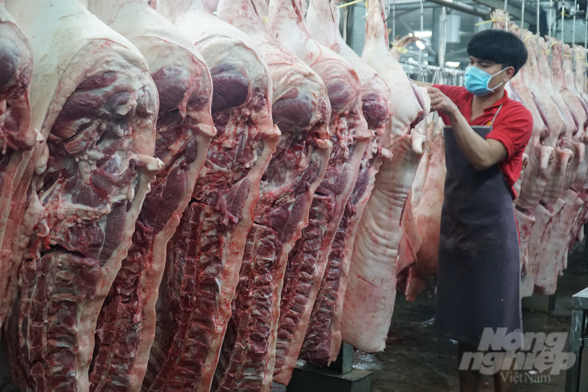 Sàn giao dịch thịt heo giúp cho người chăn nuôi được định hướng sản xuất phù hợp thị trường. Ảnh: Nguyễn Thủy.