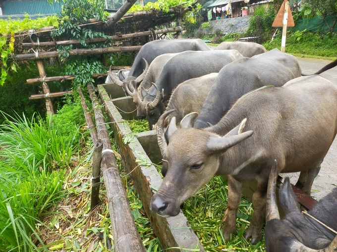 Đàn gia súc chính của huyện Mù Cang Chải được tiêm phòng vacxin bệnh lở mồm long móng và viêm da nổi cục. Ảnh: Thanh Tiến.