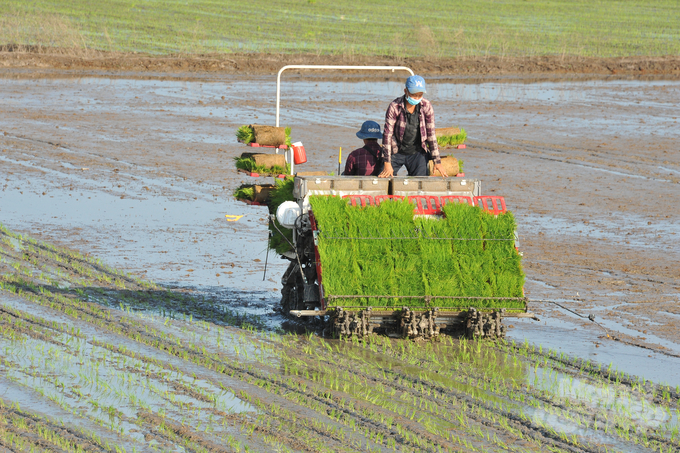Mekong Delta farmers sow seedlings for the autumn-winter rice crop 2023. Photo: Le Hoang Vu.