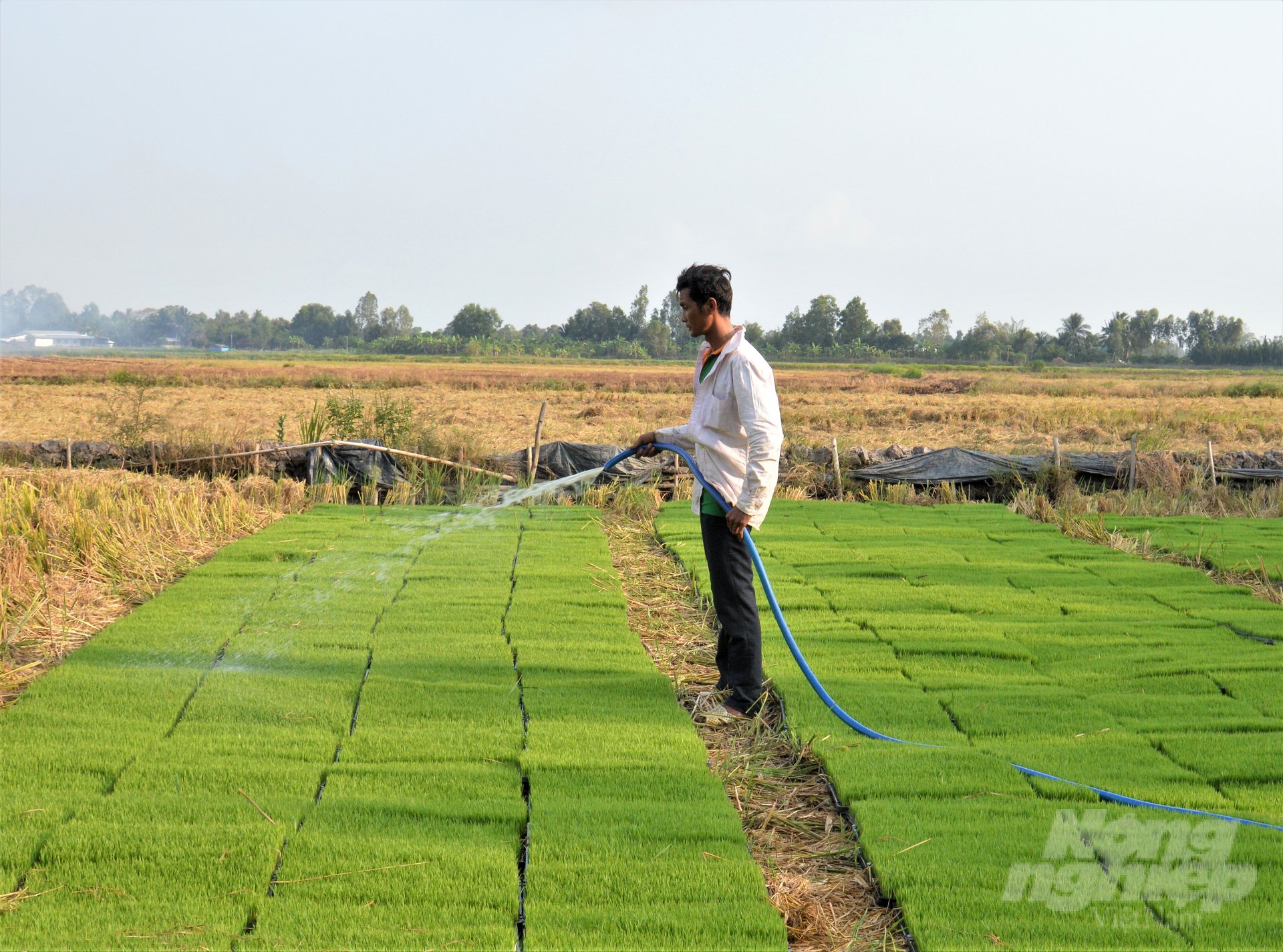 Nông dân làm mạ để cấy bằng máy, giúp nông dân có nhiều thời gian chuẩn bị đất sản xuất vụ lúa thu đông 2023 đạt hiệu quả. Ảnh: Trung Chánh.
